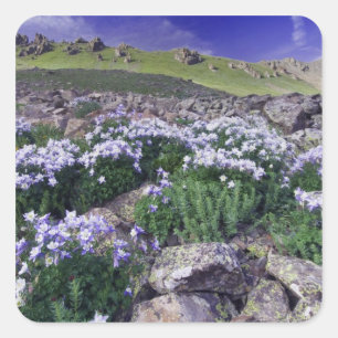 Pegatina Cuadrada Montañas y flores silvestres en prado alpino,
