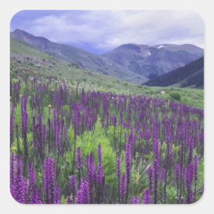 Pegatina Cuadrada Montañas y flores silvestres en prado alpino, 2