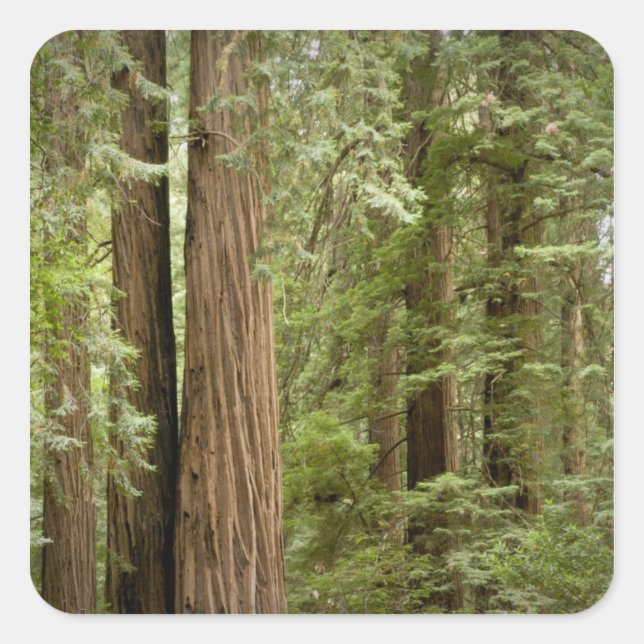 Pegatina Cuadrada Monumento Nacional Muir Woods, Norte (Anverso)