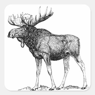 Pegatina Cuadrada Moose