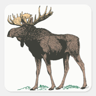 Pegatina Cuadrada Moose Pegatinas