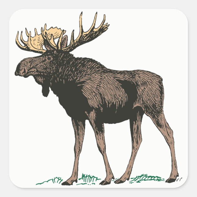 Pegatina Cuadrada Moose Pegatinas (Anverso)