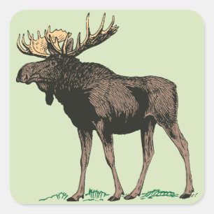 Pegatina Cuadrada Moose Pegatinas