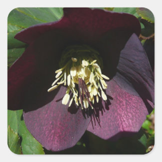 Pegatina Cuadrada Morado Rosa de Cuaresma, flor de Pascua