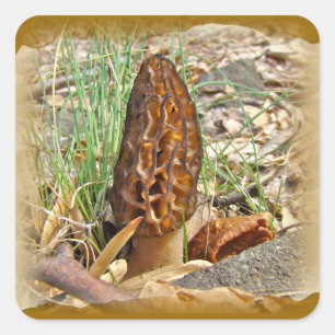 Pegatina Cuadrada Morel Mushroom