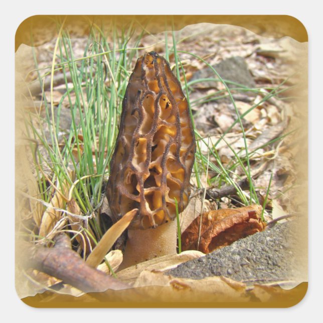 Pegatina Cuadrada Morel Mushroom (Anverso)