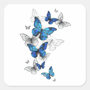 Pegatina Cuadrada Morfo de las mariposas voladoras azules