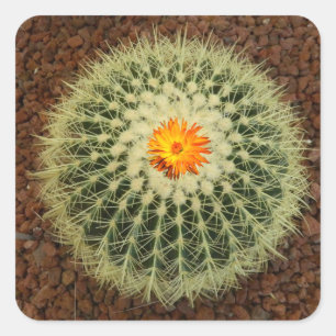Pegatina Cuadrada Mosaico de fotos de cactus y flores