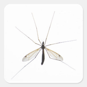Pegatina Cuadrada Mosquito