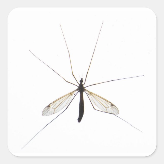 Pegatina Cuadrada Mosquito (Anverso)