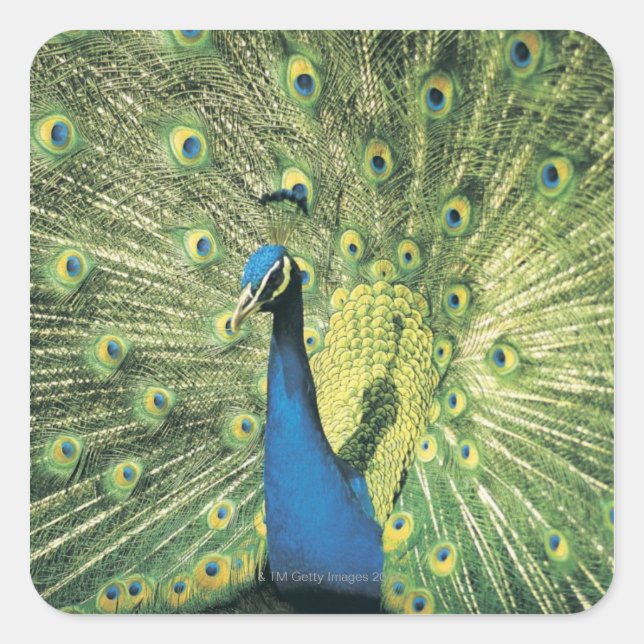 Pegatina Cuadrada Mostración de Peacock (Anverso)
