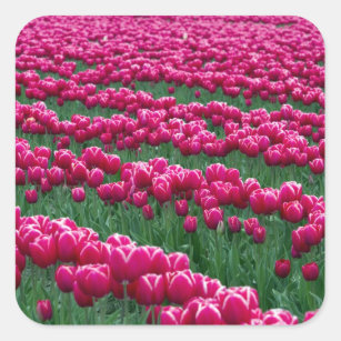 Pegatina Cuadrada Mostrar el jardín de las bombillas tulipales con f