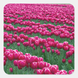 Pegatina Cuadrada Mostrar el jardín de las bombillas tulipales con f