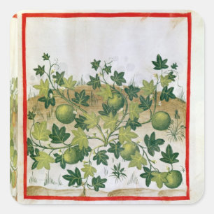 Pegatina Cuadrada Ms 3054 fol.20 Melons, de "Tacuinum Sanitatis"