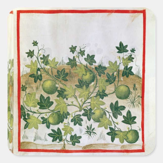 Pegatina Cuadrada Ms 3054 fol.20 Melons, de "Tacuinum Sanitatis" (Anverso)
