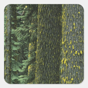 Pegatina Cuadrada Mt. Ashland, Bosque Nacional Rogue RIver,