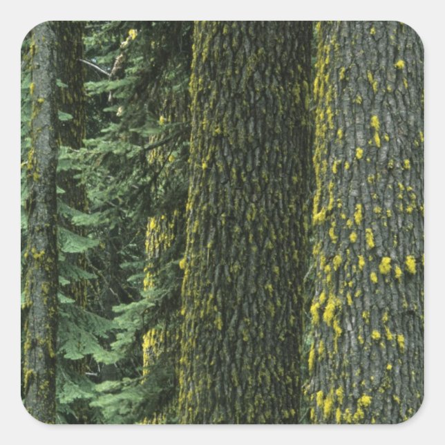 Pegatina Cuadrada Mt. Ashland, Bosque Nacional Rogue RIver, (Anverso)
