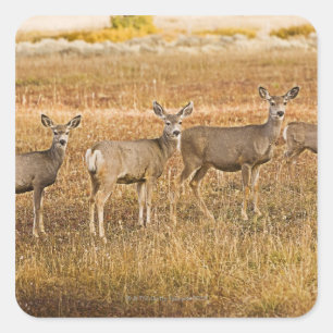 Pegatina Cuadrada Mule deer (Odocoileus hemionus) Uno a la izquierda