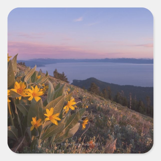Pegatina Cuadrada Mules amarillas flores de oído al atardecer (Anverso)