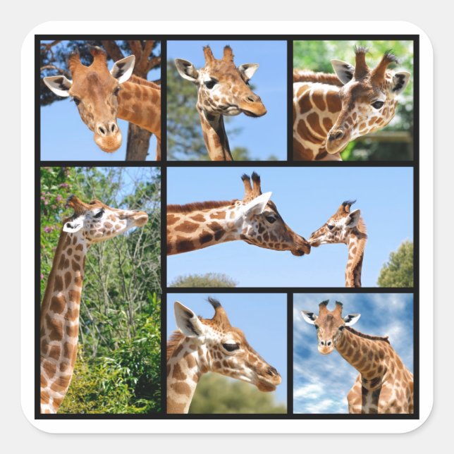 Pegatina Cuadrada Múltiples fotos de jirafas (Anverso)
