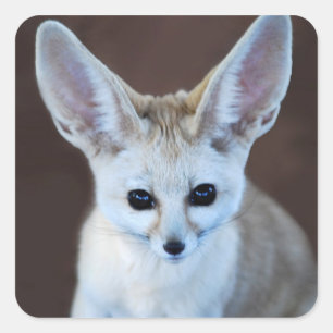Pegatina Cuadrada Mundos Cutest Fennec Fox