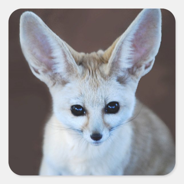 Pegatina Cuadrada Mundos Cutest Fennec Fox (Anverso)