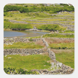 Pegatina Cuadrada Muros de piedra de Irlanda