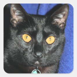 Pegatina Cuadrada Murphy