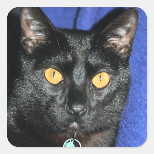 Pegatina Cuadrada Murphy (Anverso)