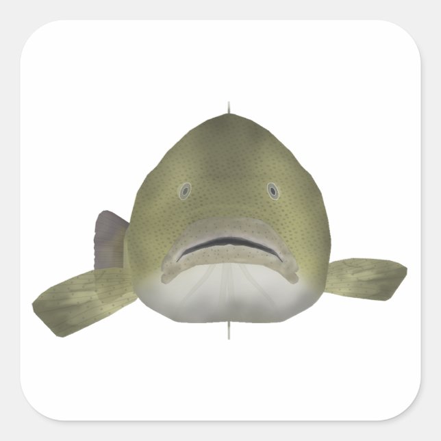 Pegatina Cuadrada Murray Cod Fish Head (Anverso)
