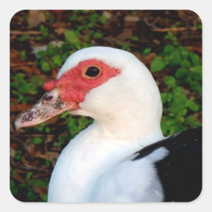 Pegatina Cuadrada Muscovy Duck