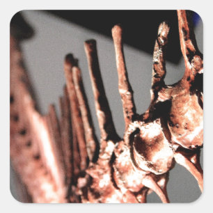 Pegatina Cuadrada Museo de Houston de la ciencia natural