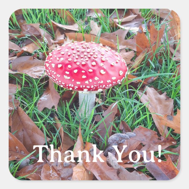 Pegatina Cuadrada mushroom (Anverso)