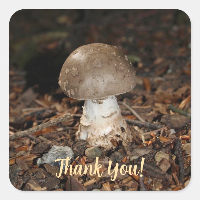 Pegatina Cuadrada mushroom thank You (Anverso)