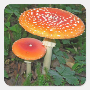 Pegatina Cuadrada Mushrooms mágicos