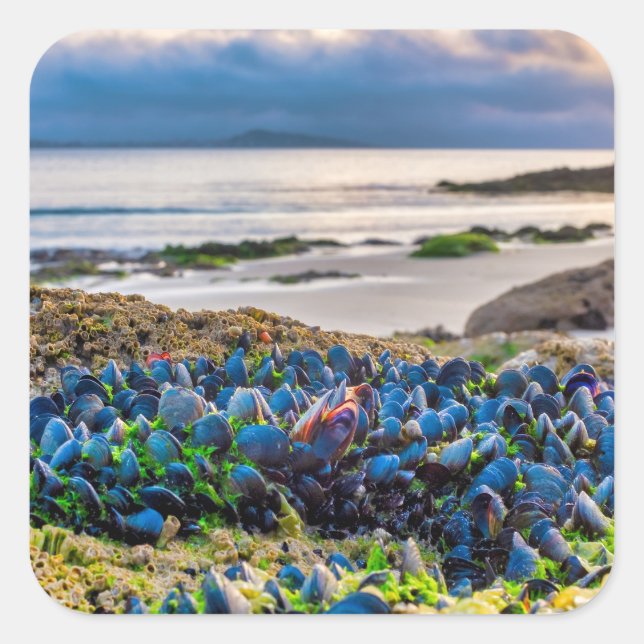 Pegatina Cuadrada Mussels (Anverso)