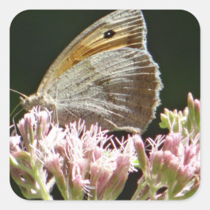 Pegatina Cuadrada Muy gran mariposa 