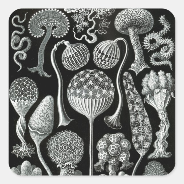Pegatina Cuadrada Mycetozoa de Ernst Haeckel (Anverso)