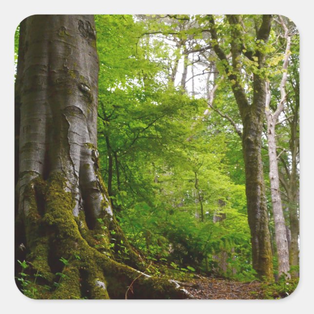 Pegatina Cuadrada Mystic Forset (Anverso)