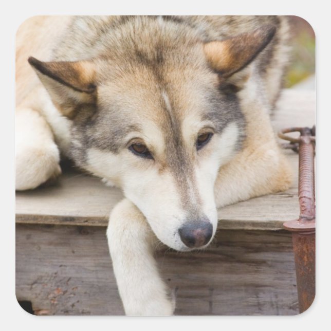Pegatina Cuadrada N.A., EE. UU., Alaska. Perros de trineo Husky (Anverso)