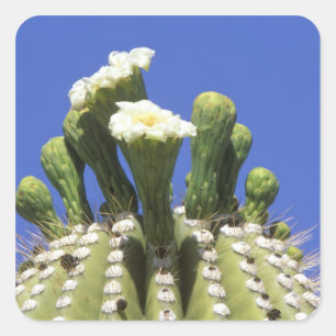 Pegatina Cuadrada N.A., EE.UU., Arizona, Tucson, desierto de Sonora 