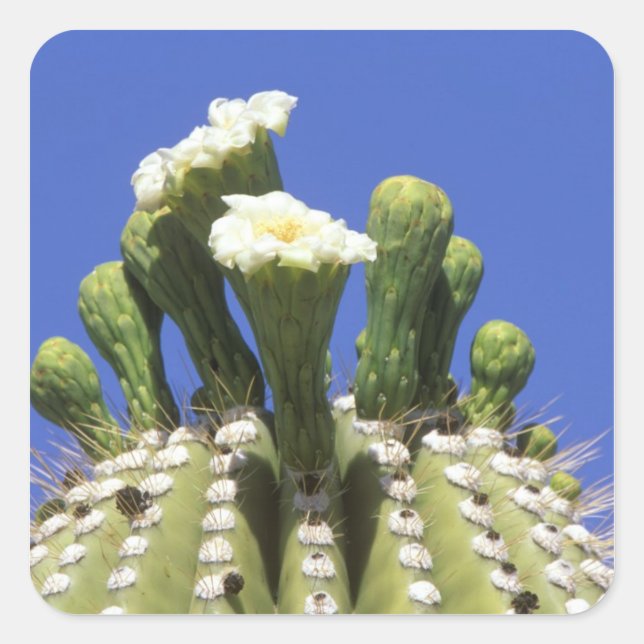 Pegatina Cuadrada N.A., EE.UU., Arizona, Tucson, desierto de Sonora  (Anverso)