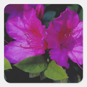 Pegatina Cuadrada N.A. EE. UU., Georgia, Savannah. Azalea en flor.