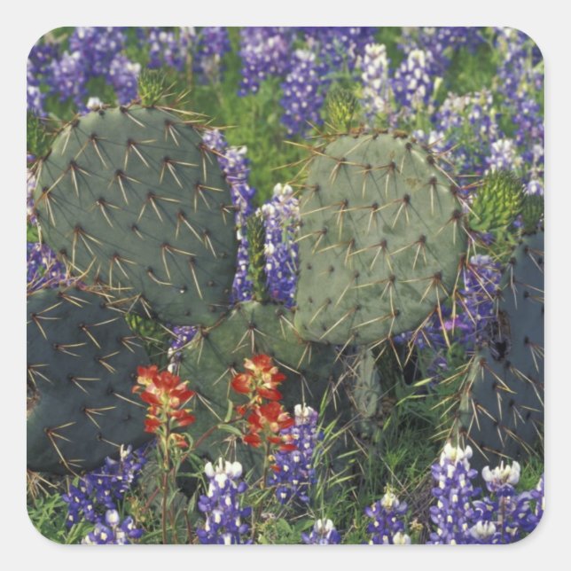 Pegatina Cuadrada N.A., EE. UU., Texas, Cactus rodeado de (Anverso)