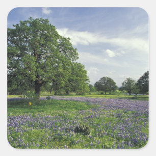 Pegatina Cuadrada N.A., EE.UU., Texas, Lago Buchanan, Oaks y Blue