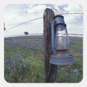 Pegatina Cuadrada N.A., EE.UU., Texas, Llano, Blue Lantern, Oak tree