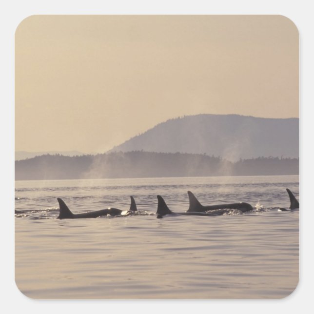 Pegatina Cuadrada N.A., EE.UU., Washington, Islas San Juan Orca (Anverso)