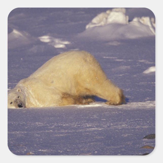 Pegatina Cuadrada NA, Canadá, Manitoba, Churchill, oso polar (Anverso)