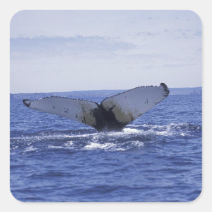 Pegatina Cuadrada NA, Canadá, Terranova, Bahía de la Trinidad. Jorob