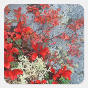 Pegatina Cuadrada NA, EE.UU., Alaska, Denali NP, Berry Bear y